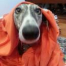Galga Ada; 11.6.2014