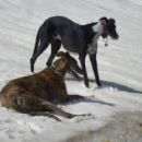 Galgo Sinto (ex Jacinto); 9.6.2014