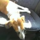 Galga Ali (ex Alicia); 11.6.2014