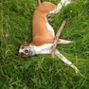 Galga Ali (ex Alicia); 11.6.2014