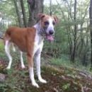 Galga Ali (ex Alicia); 11.6.2014