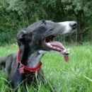 Galga Star; 10.6.2014