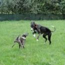 Galga Star; 10.6.2014