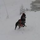 Galga Star; 10.6.2014