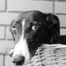 Galga Star; 10.6.2014