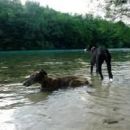Galgo Sinto (ex Jacinto); 9.6.2014