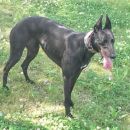 Greyhoundica Betsy; 13.6.2014