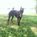 Greyhoundica Betsy; 13.6.2014