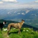 Galgo Sinto (ex Jacinto); 9.6.2014