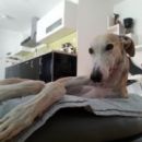 Galga Alfredo in Besi; 17.6.2014