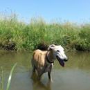 Galga Alfredo in Besi; 17.6.2014