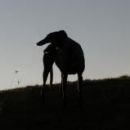 Greyhoundica Lona; 10.6.2014