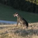 Greyhoundica Lona (ex Karen); 10.6.2014
