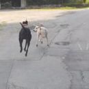 Greyhoundica Lona (ex Karen); 10.6.2014