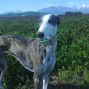 Galga Goya (ex Dafne); 18.6.2014
