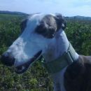 Galga Goya (ex Dafne); 18.6.2014