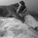 Galga Goya (ex Dafne); 18.6.2014