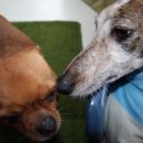 Galga Gina; 10.6.2014