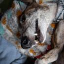 Galga Gina; 10.6.2014