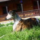 Galga Gina; 10.6.2014