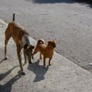 Galga Gina; 10.6.2014