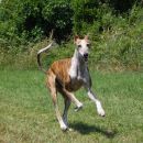 Galga Gina; 10.6.2014