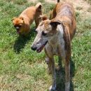 Galga Gina; 10.6.2014