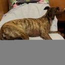 Greyhoundica Lola; 17.6.2014