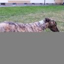 Greyhoundica Lola; 17.6.2014