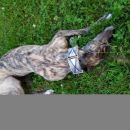 Greyhoundica Lola; 17.6.2014