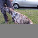 Greyhoundica Lola; 17.6.2014