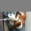 Galga Ali (ex Alicia); 15.6.2014