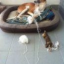 Galga Ali (ex Alicia); 15.6.2014