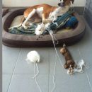 Galga Ali (ex Alicia); 15.6.2014