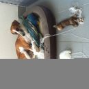 Galga Ali (ex Alicia); 15.6.2014