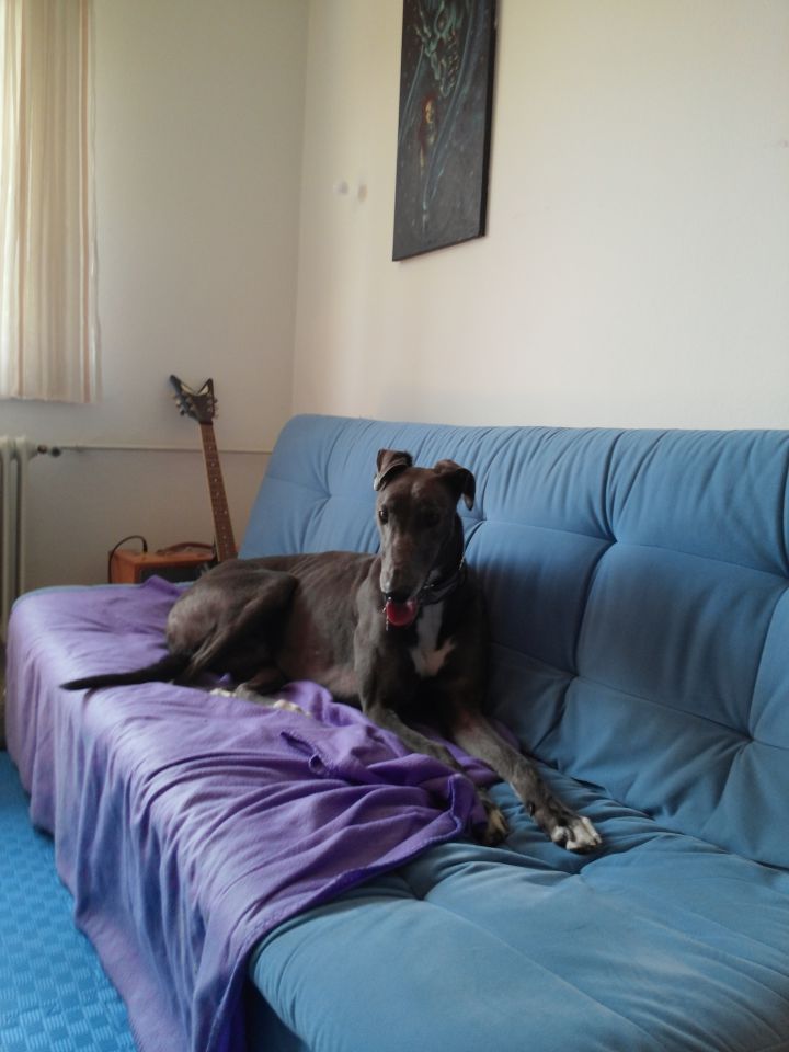 Greyhound Sirius; 11.7.2014