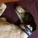 galga Pia