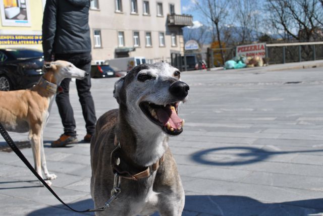 Hrtji sprehod v Kranju, 28. marec 2015 - foto