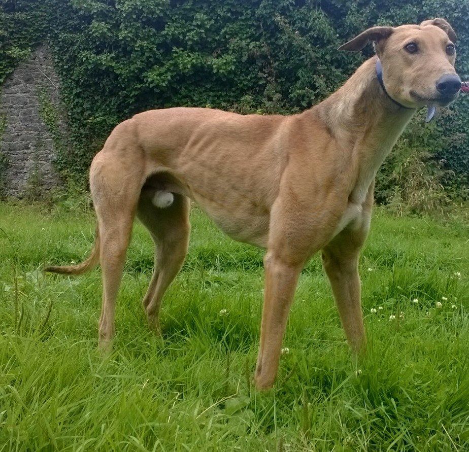 Greyhoundi pomlad/poletje 2015 - foto povečava