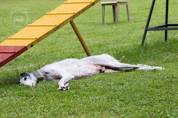 Piknik Hrtjisvet - 14.06.2015 - foto povečava