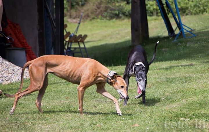 Piknik Hrtjisvet - 14.06.2015 - foto povečava