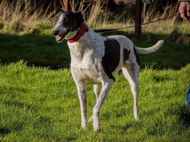 Greyhoundi in lurcherji 2016 - foto