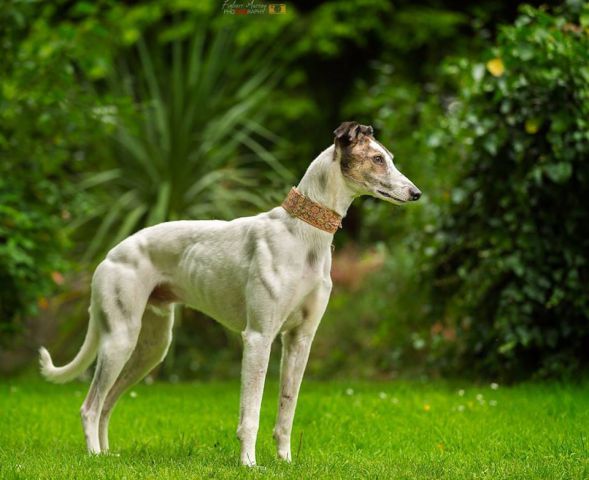 Greyhoundi in lurcherji 2016 - foto