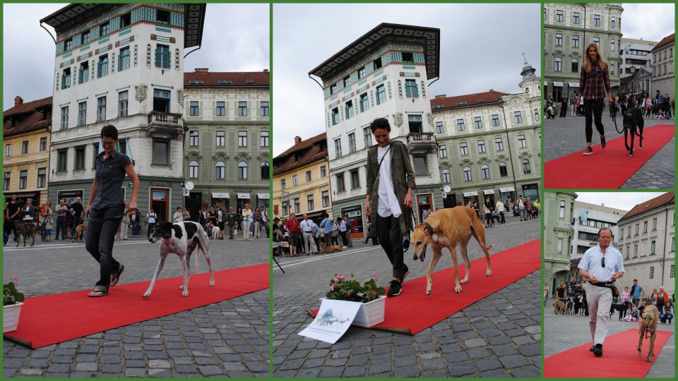 The great global greyhound walk - foto povečava