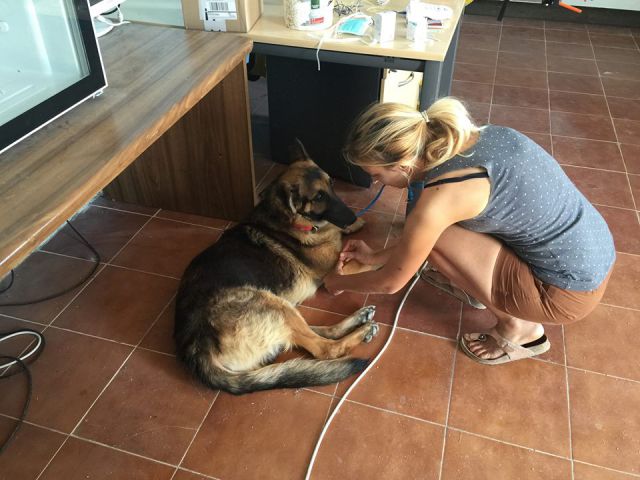 Scooby veterinarska odprava - avgust 2016 - foto