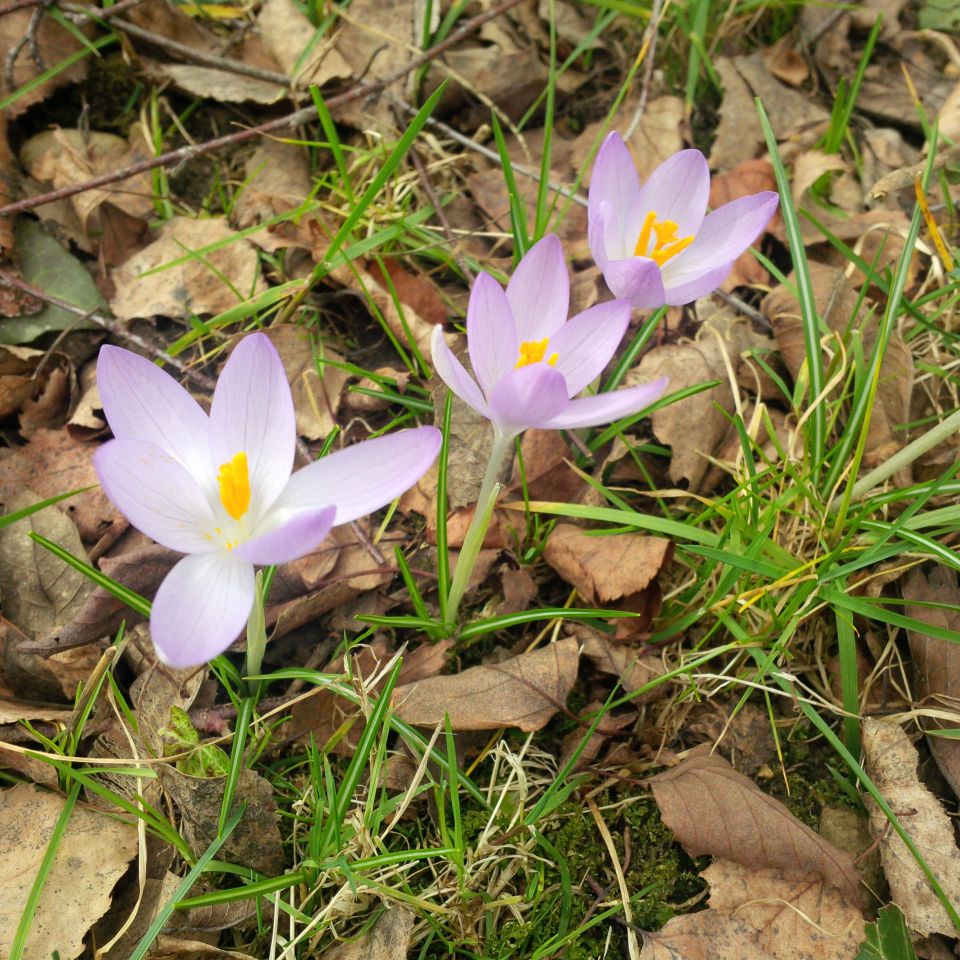 Slike 2016 - foto povečava