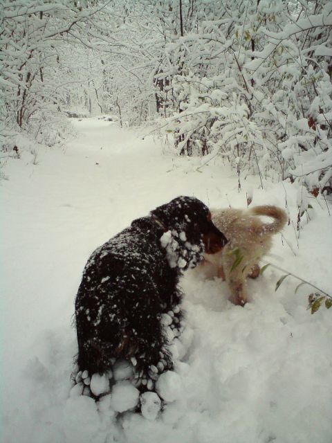 Prvi sneg november 2010 - foto