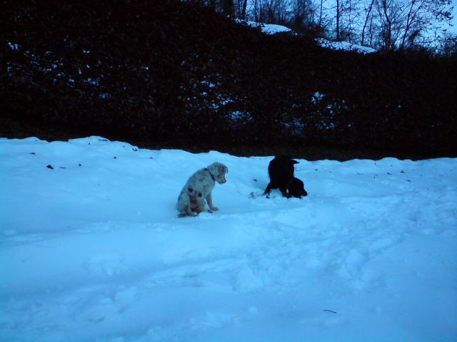 Miša in brina 2010 ... - foto