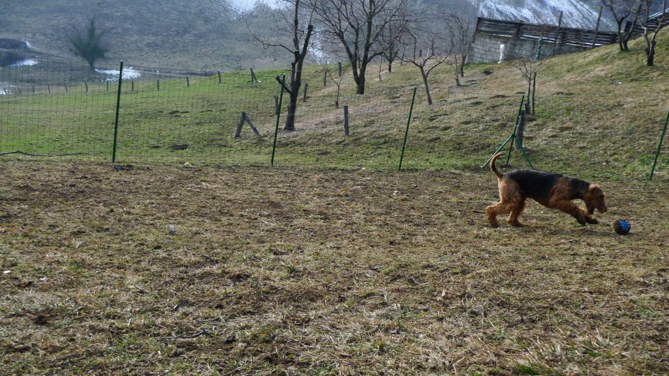 Mali princ in njegova zverina - foto povečava