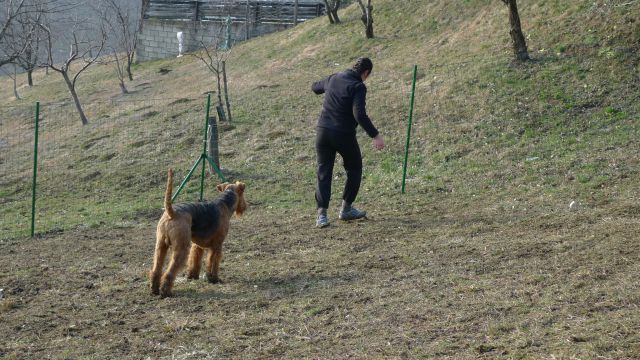 Mali princ in njegova zverina - foto